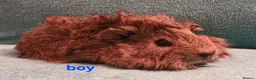 Guinea Pig rodents for sale: 1 boar & 1 sow baby pigs - Advert 1