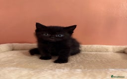 Ragdoll cats for sale: Ragdoll x British shorthair  - Advert 3