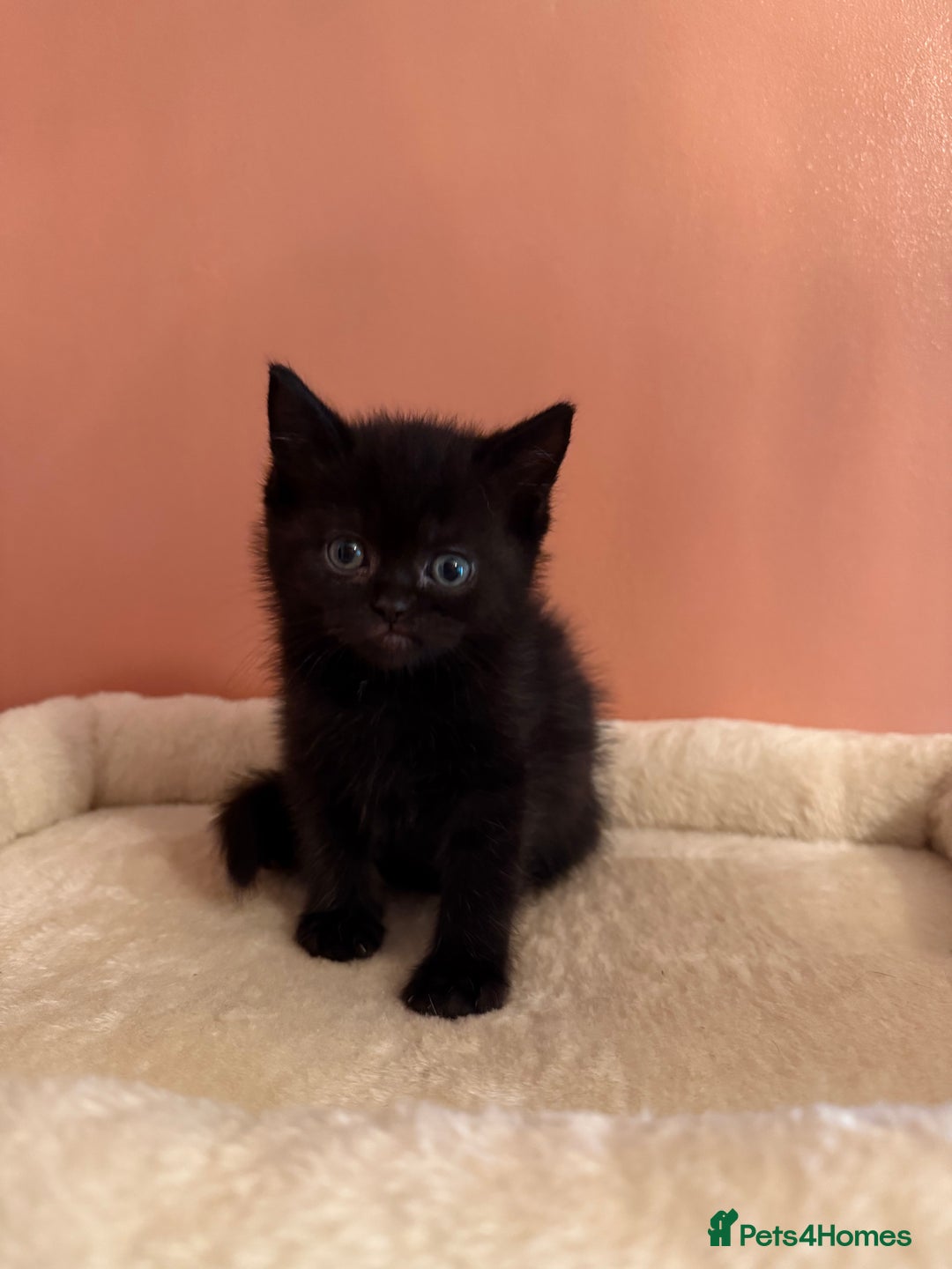 Ragdoll cats for sale: Ragdoll x British shorthair  - Advert 3