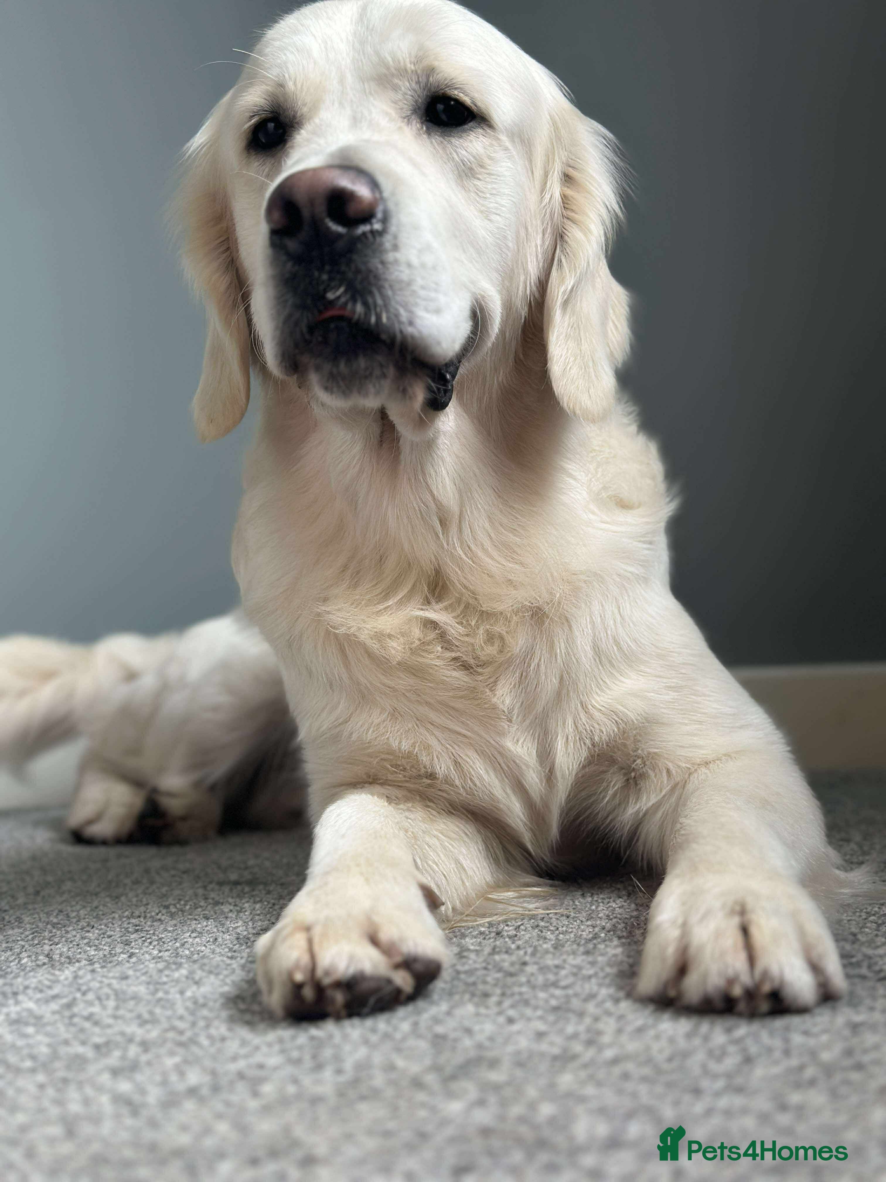 Golden Retriever dogs KC DNA tested Boy avialable for Stud - Advert 1