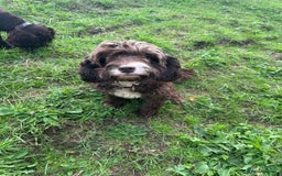 Cockapoo dogs for sale: Stunning F1 cockapoo  - Image 1
