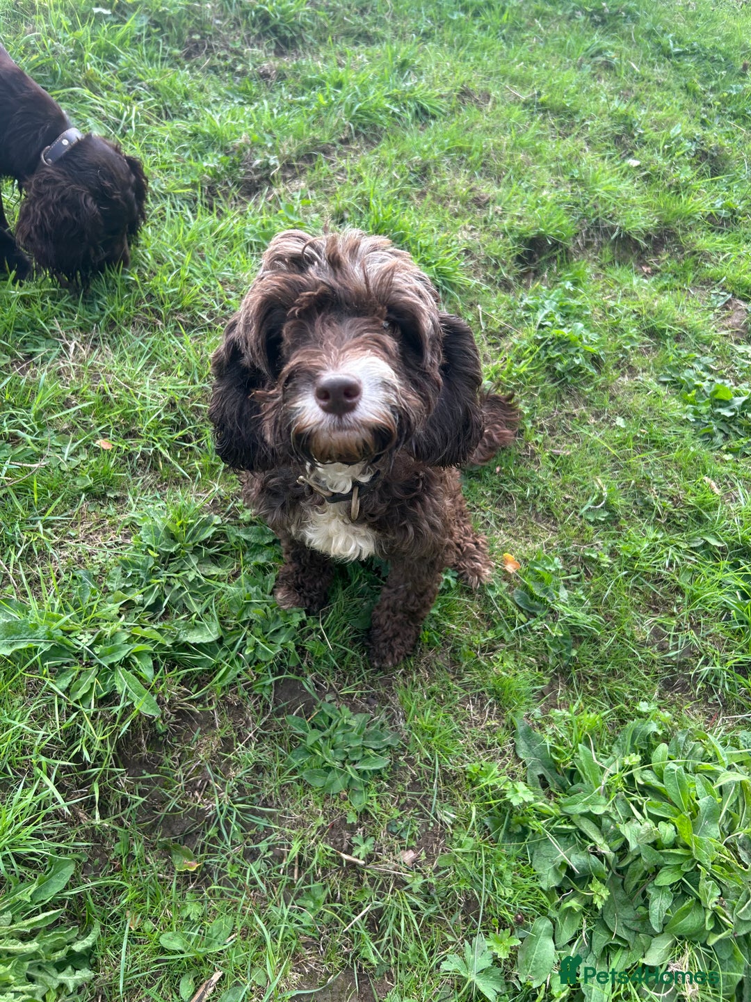 Cockapoo dogs for sale: Stunning F1 cockapoo  - Image 1