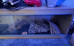 Bearded Dragon reptiles for sale: Male Bearded Dragon+ setup - Image 3