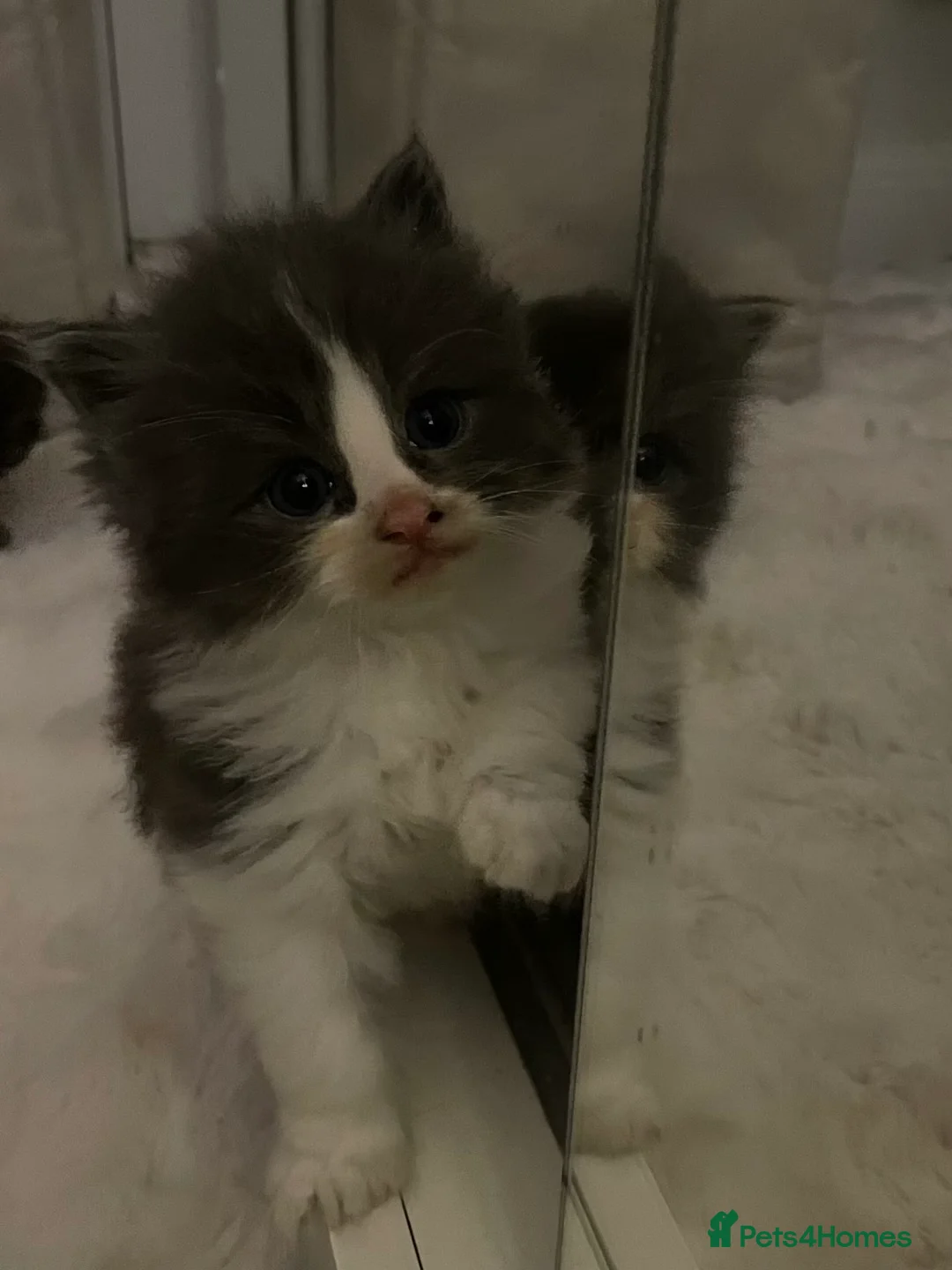 Maine Coon cats for sale: Four beautiful mainecoon/ragdoll kittens - Advert 11