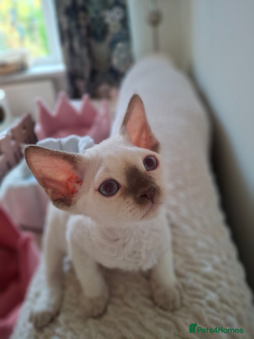 Devon Rex cats for sale: 🐱 Wonderful kittens Devon rex - Image 8
