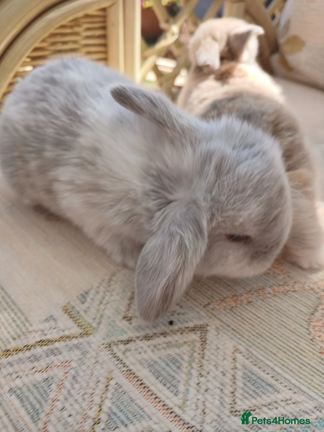 Netherland Dwarf rabbits for sale: Netherland dwarfs - Advert 16