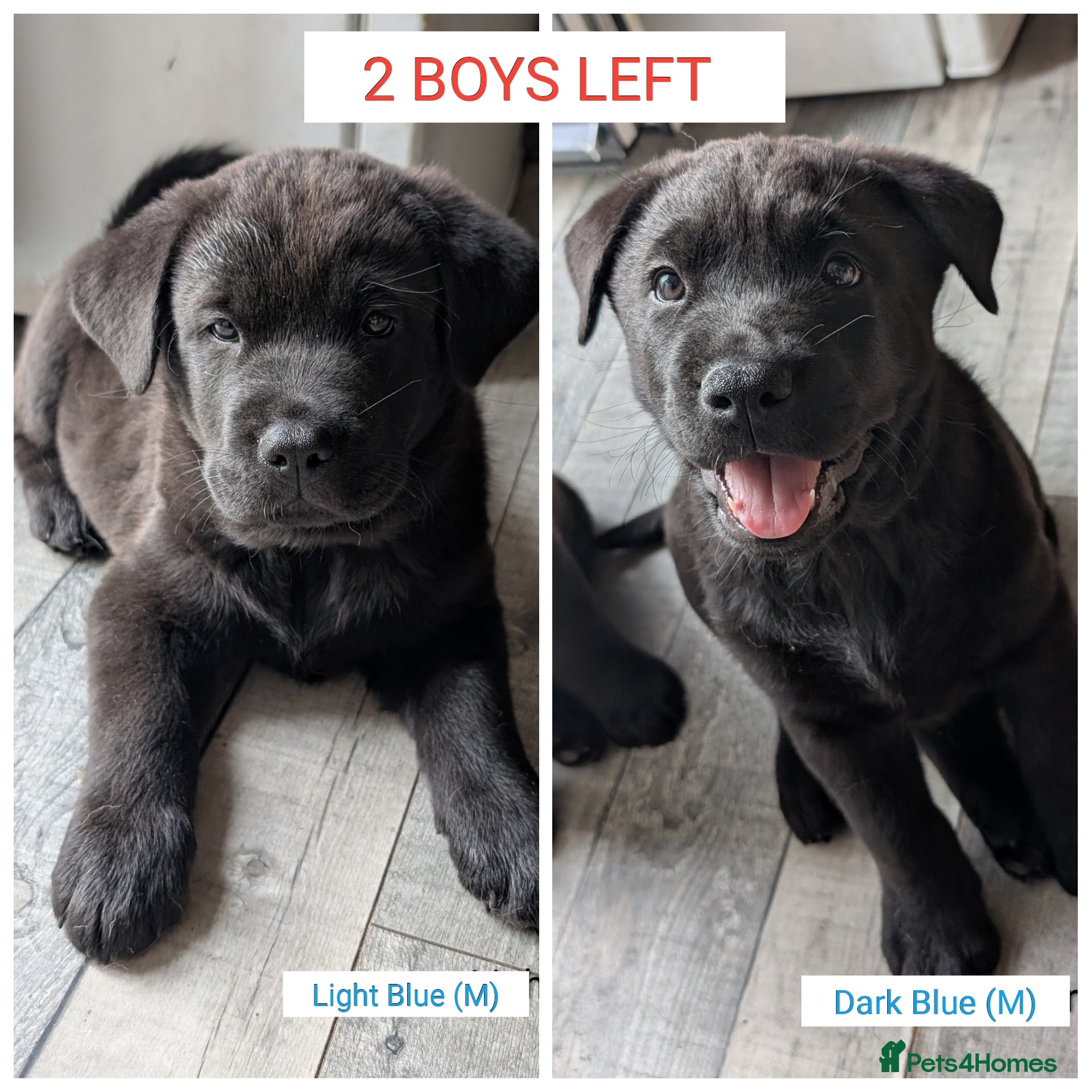 Mixed Breed dogs ✨ 2 BOYS LEFT ✨ - Labrador x Chow Chow - Advert 1