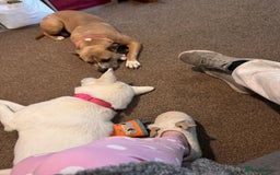Mixed Breed dogs for sale: Snowy - Image 12