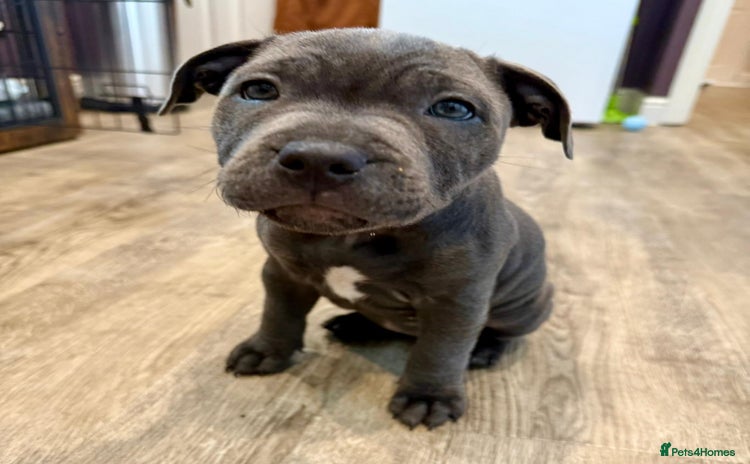 Staffordshire Bull Terrier dogs - Advert 2