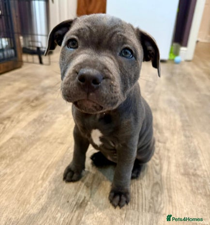 Staffordshire Bull Terrier dogs - Advert 2