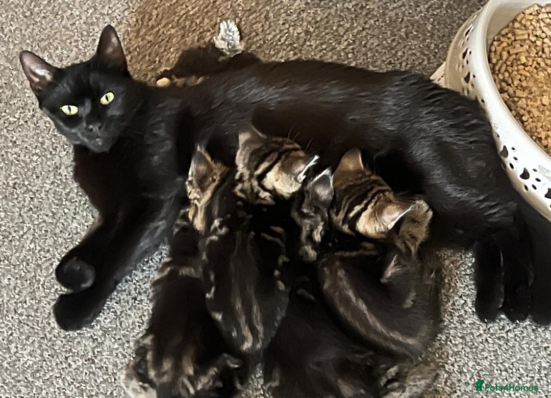 Mixed Breed cats for sale: 2 beautiful kittens looking for a new home - Image 8