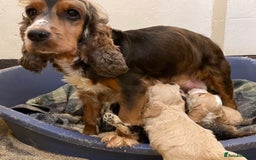 Cockapoo dogs for sale: Stunning Cockapoo Puppies - DNA tested parents - Image 10