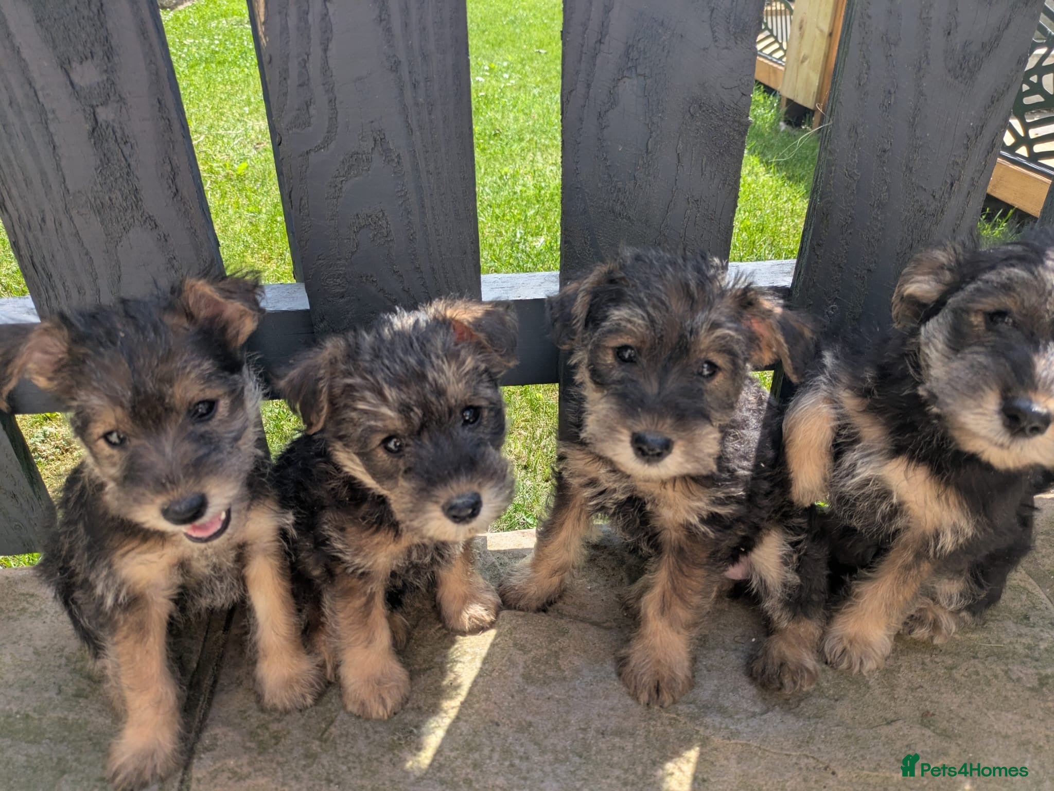 Mixed Breed dogs Wowauzer puppies for sale. Ready now - Advert 14