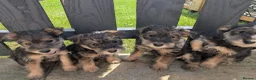 Mixed Breed dogs for sale: Wowauzer puppies for sale. Last girl  - Advert 2