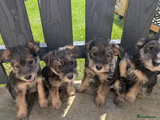 Mixed Breed dogs Wowauzer puppies for sale. Ready now - Advert 14
