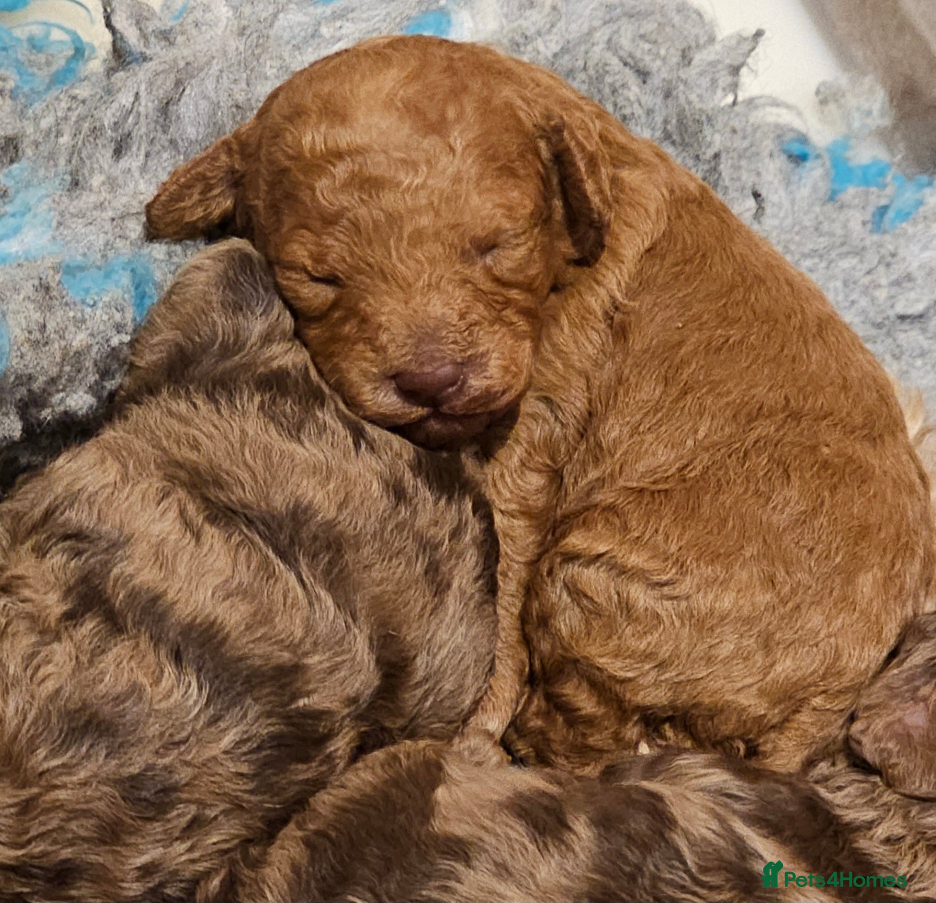 Cavapoo dogs Stunning Quality F1b Cavapoos - Advert 2