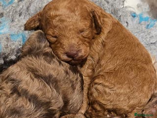 Cavapoo dogs Stunning Quality F1b Cavapoos - Advert 2