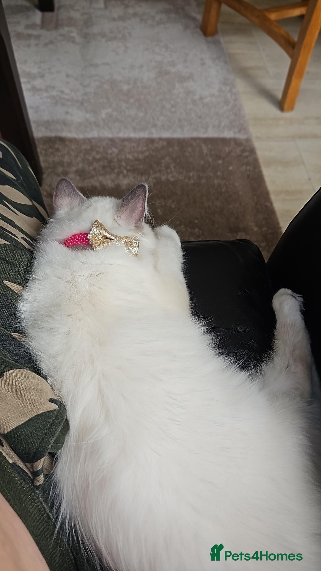 Ragdoll cats PRICE REDUCTION! Ragdoll kittens for sale - Advert 1
