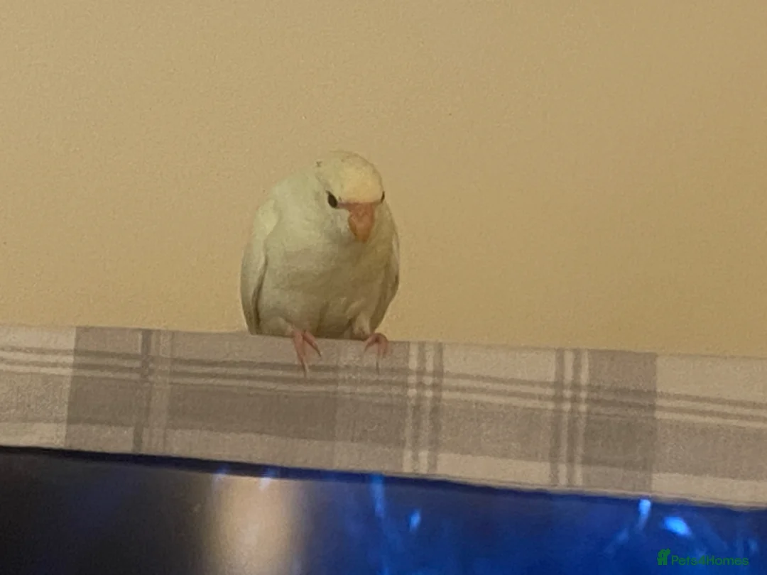 Parakeets birds for sale: Kakariki Parrots in Blyth - Advert 2