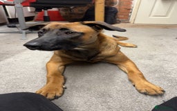Mixed Breed dogs for sale: URGENT REHOME. Beautiful 6 month Belgian malinois  - Image 5