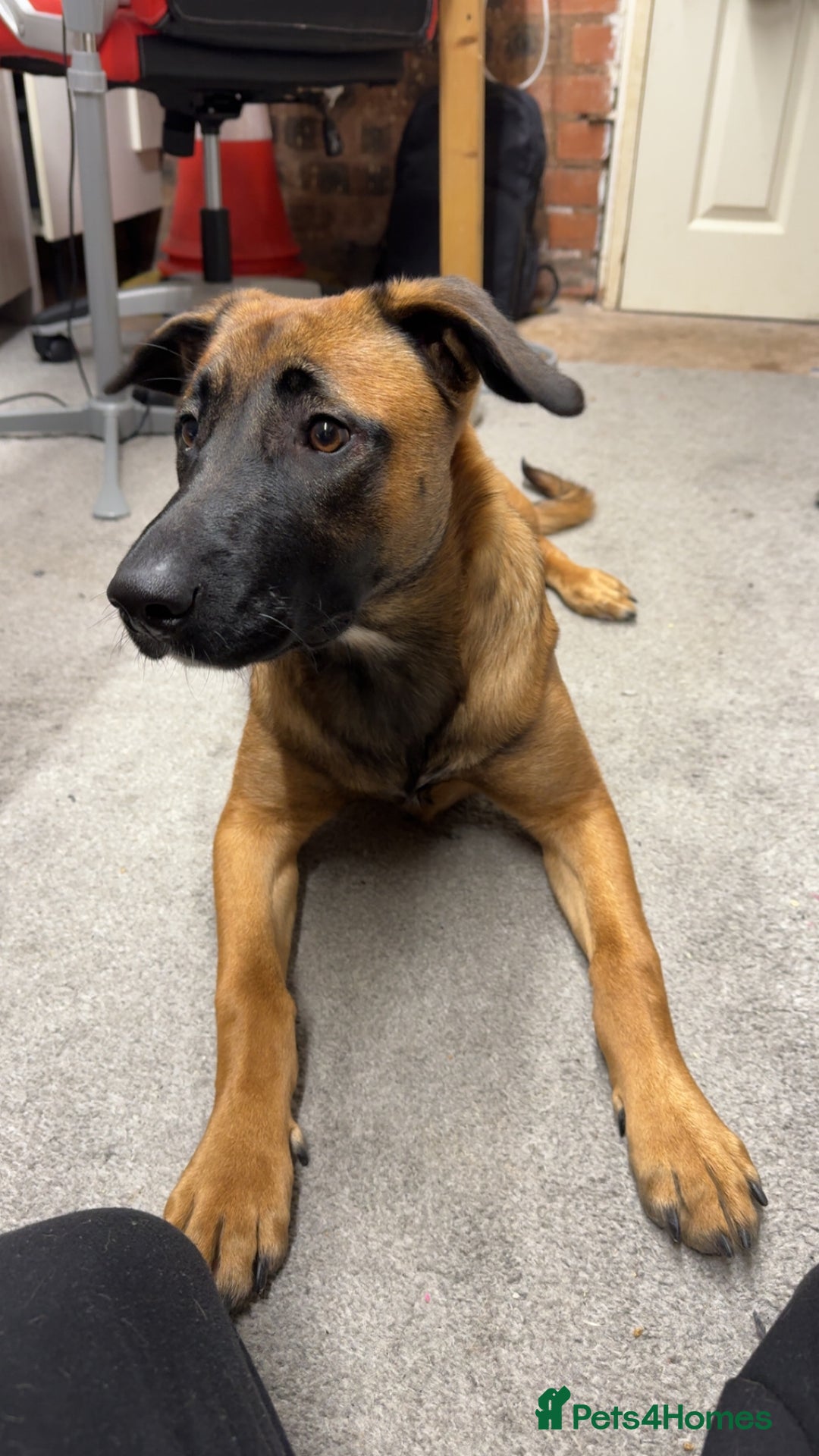 Mixed Breed dogs for sale: URGENT REHOME. Beautiful 6 month Belgian malinois  - Image 5