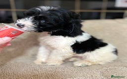 Cockapoo dogs for sale: 🍭stunning F1 cockerpoos🍭 in Spennymoor - Image 10