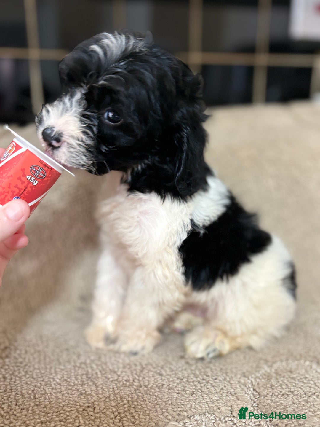 Cockapoo dogs for sale: 🍭stunning F1 cockerpoos🍭 in Spennymoor - Image 10
