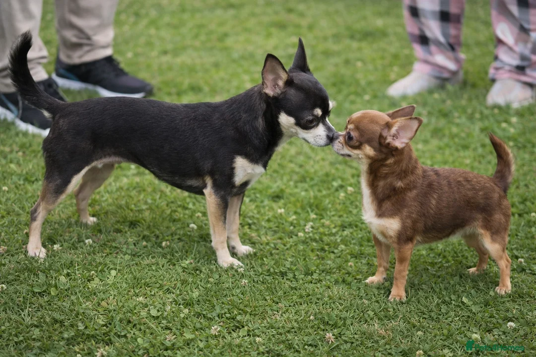 Chihuahua dogs for sale: Tiny Chihuahua Puppies – Сhristmаs Babies - Advert 18