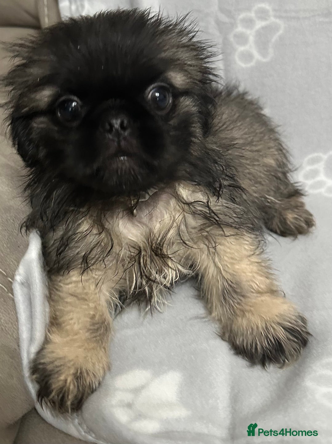 Mixed Breed dogs for sale: 4 fully vaccinated Tiny Pugingeses left  - Image 22