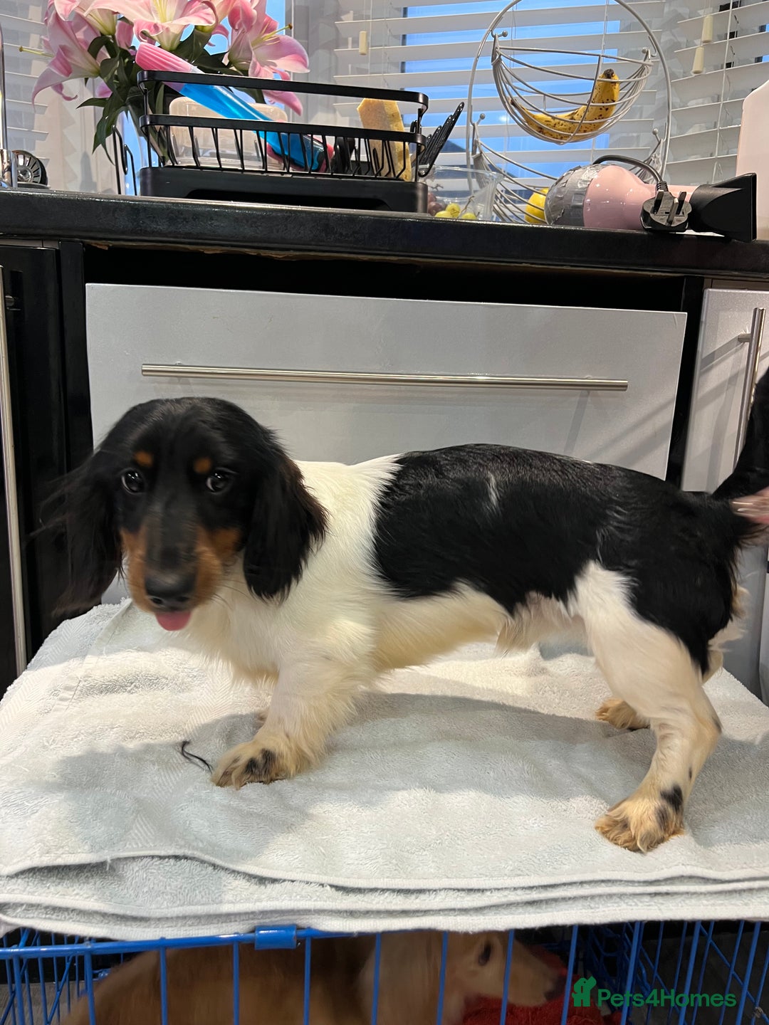 Miniature Dachshund dogs for sale: Miniature dachshund puppies short haired - Image 14