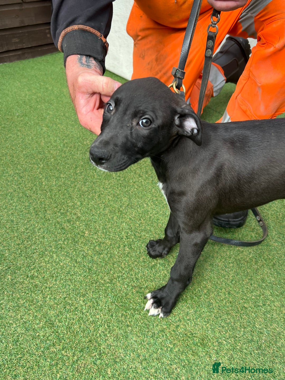 Lurcher dogs for sale: Lurcher puppies  - Image 4