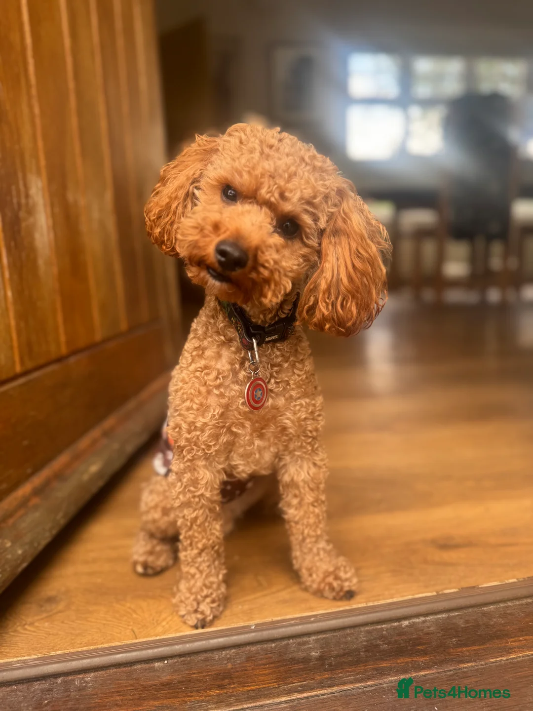 Toy Poodle dogs for stud: Toy Poodle - Red - KC Reg  - FOR STUD - Advert 3