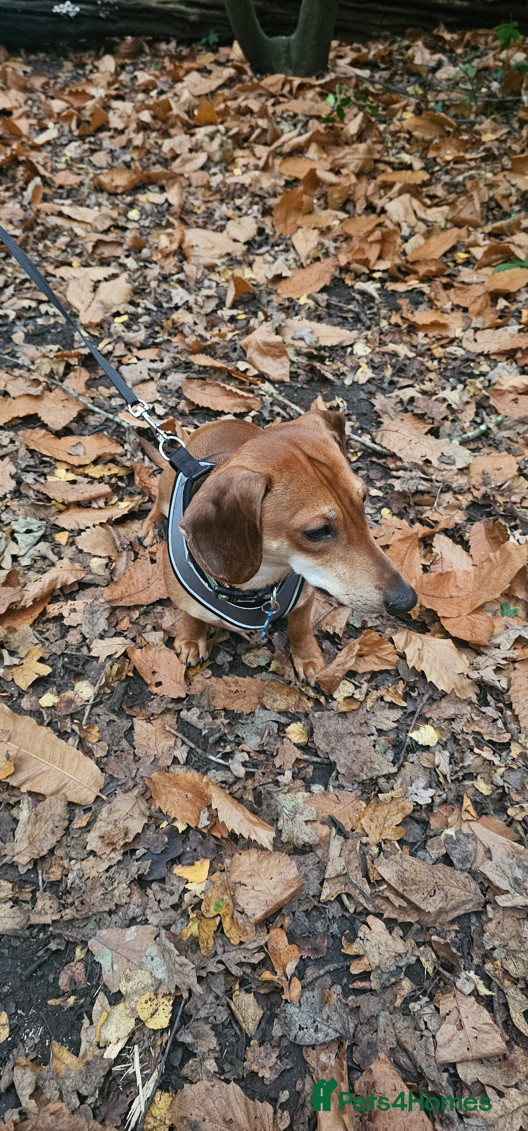 Dachshund dogs for sale: 2 year old named Frank  - Advert 6