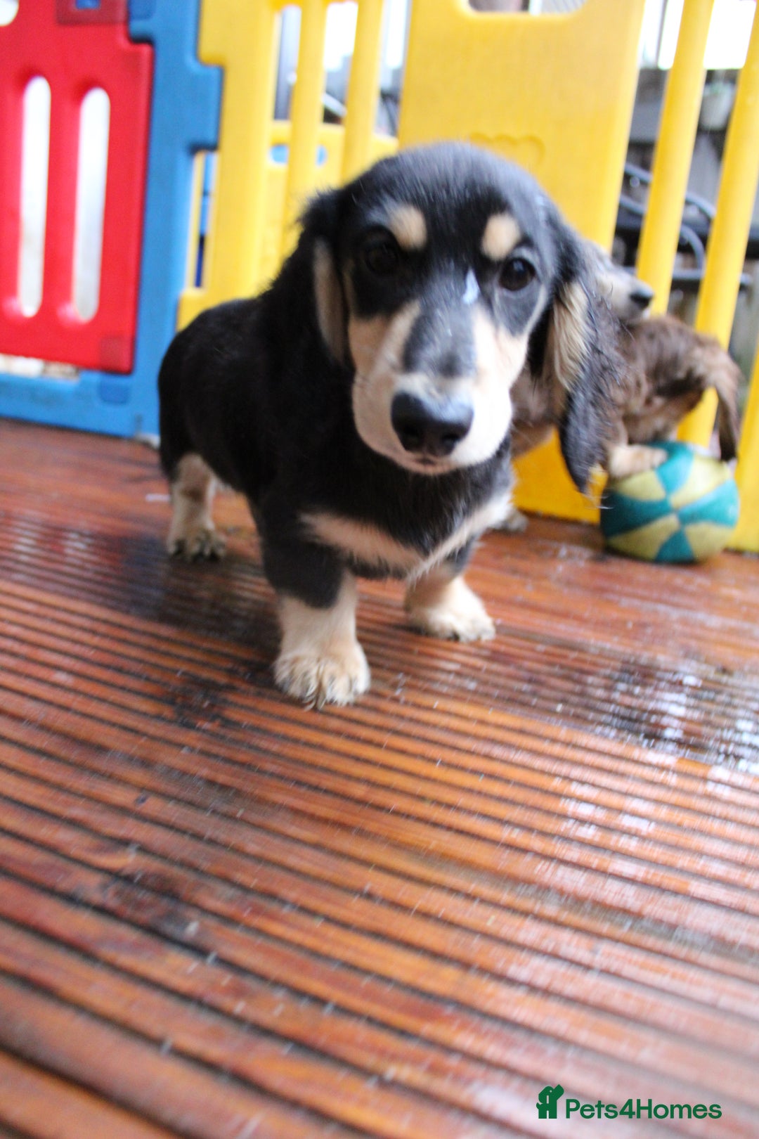 Miniature Dachshund dogs for sale: Long hair  - Advert 11