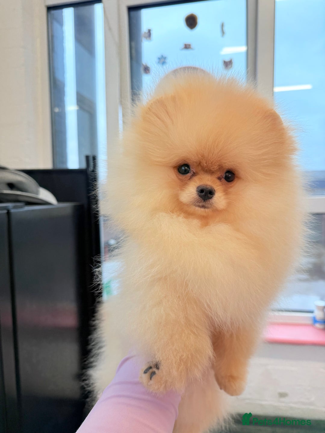 Pomeranian dogs for sale: Pomeranian  - Image 2