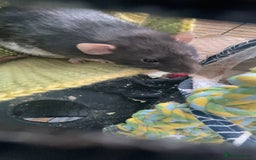 Rat rodents for sale: Two Male Rats - Image 9