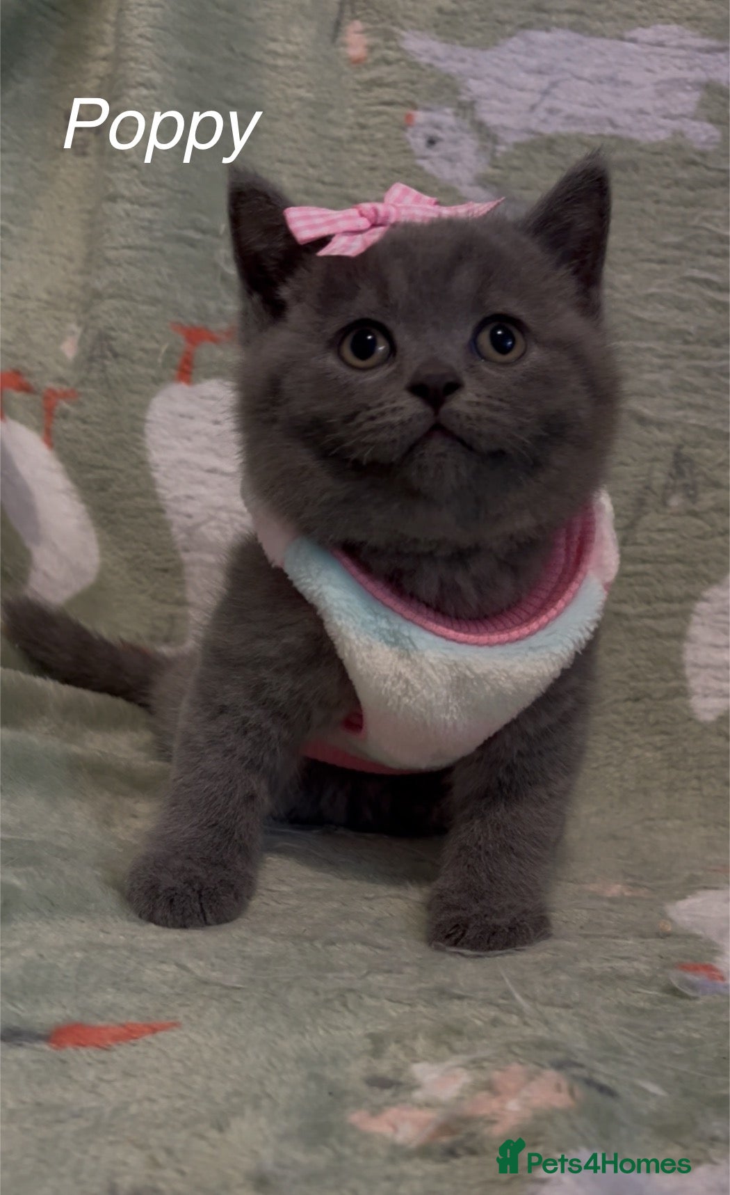 British Shorthair cats for sale: Pure British Shorthair  - Advert 1