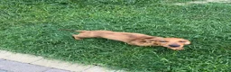Dachshund dogs for sale: Lovely dachshunds!!! - Advert 12