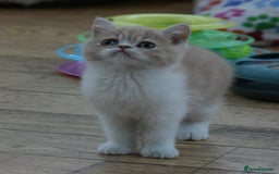 Exotic cats for sale: Exotic pedigree kittens  - Image 14
