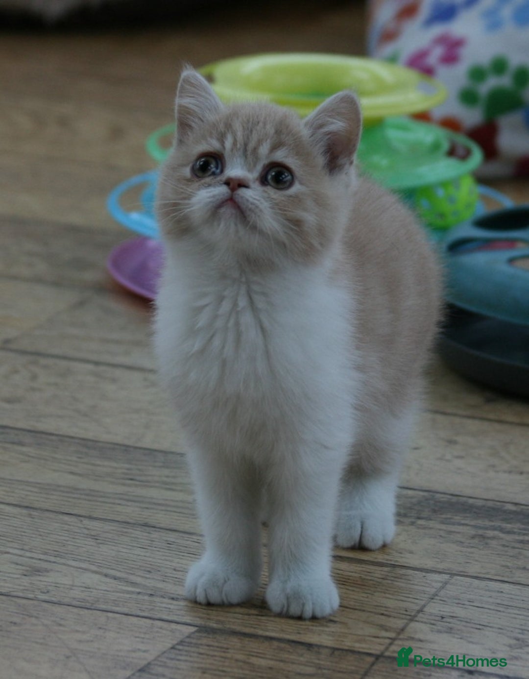 Exotic cats for sale: Exotic pedigree kittens  - Image 14