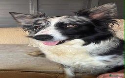 Border Collie dogs for sale: Stunning Border Collie Puppies - Image 16