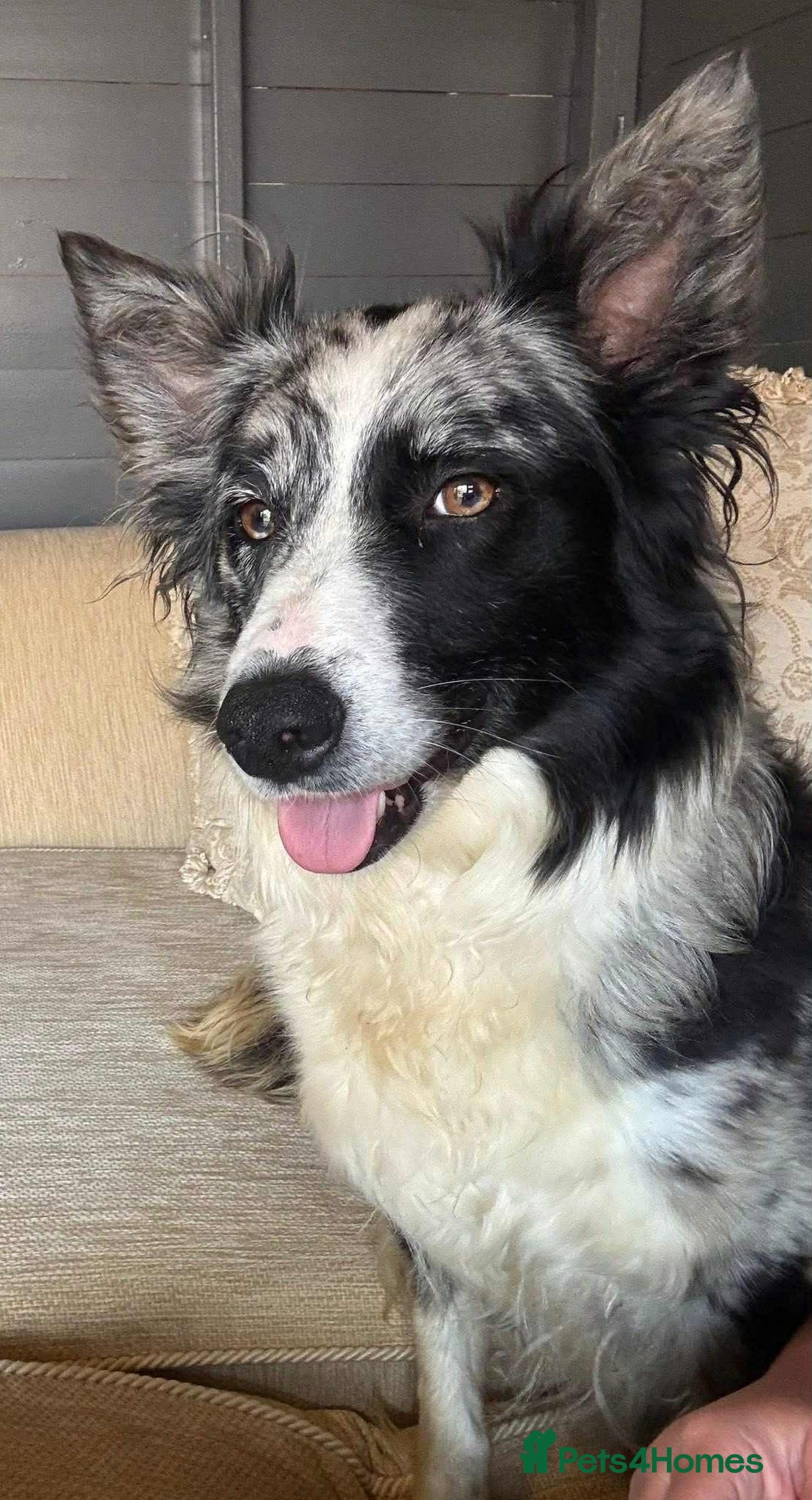 Border Collie dogs for sale: Stunning Border Collie Puppies - Image 16