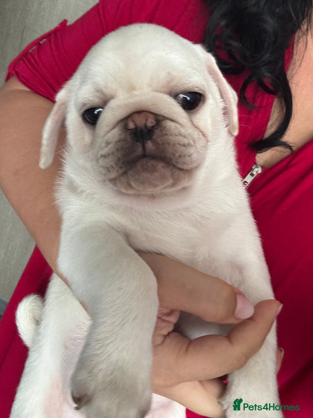 Pug dogs for sale: Beautiful Pug Puppies Male 10weeks old - Image 29