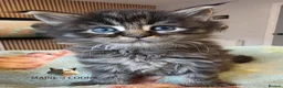 Maine Coon cats for sale: Maine coon kittens - Advert 15