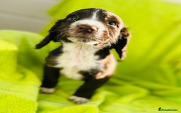 Cocker Spaniel dogs for sale: Ready now cocker spaniels  - Image 6