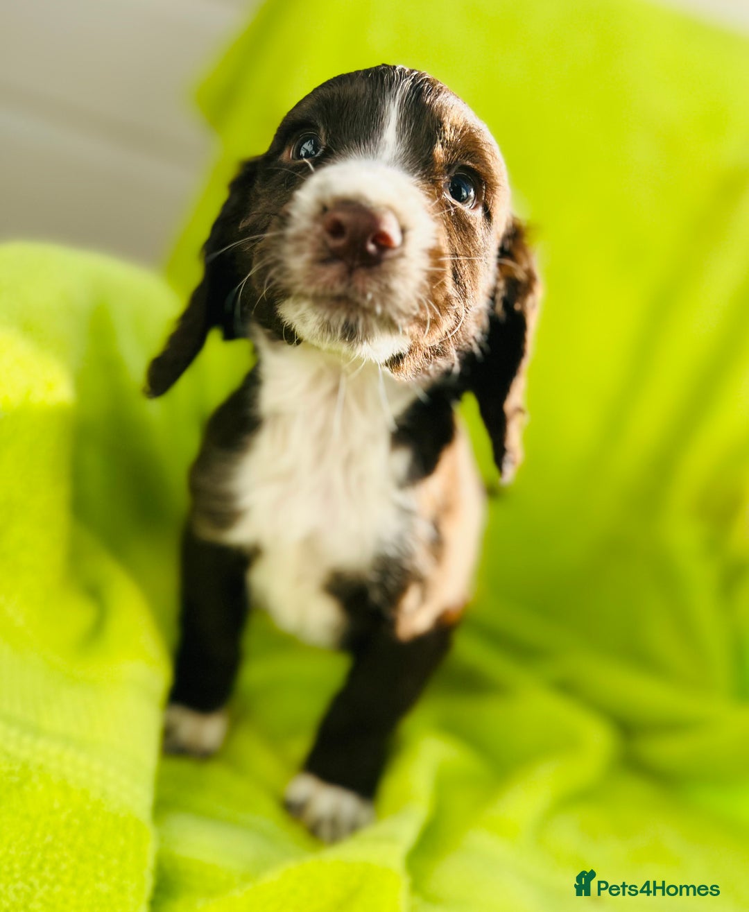 Cocker Spaniel dogs for sale: Ready now cocker spaniels  - Image 6