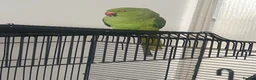 Parrots birds for sale: Parrot in Birmingham - Advert 1