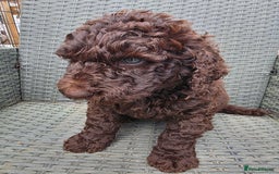 Newfypoo dogs for sale: 🐾 Beautiful Newfypoo x Standard Poodle Puppies 🐾 in Doncaster - Image 28