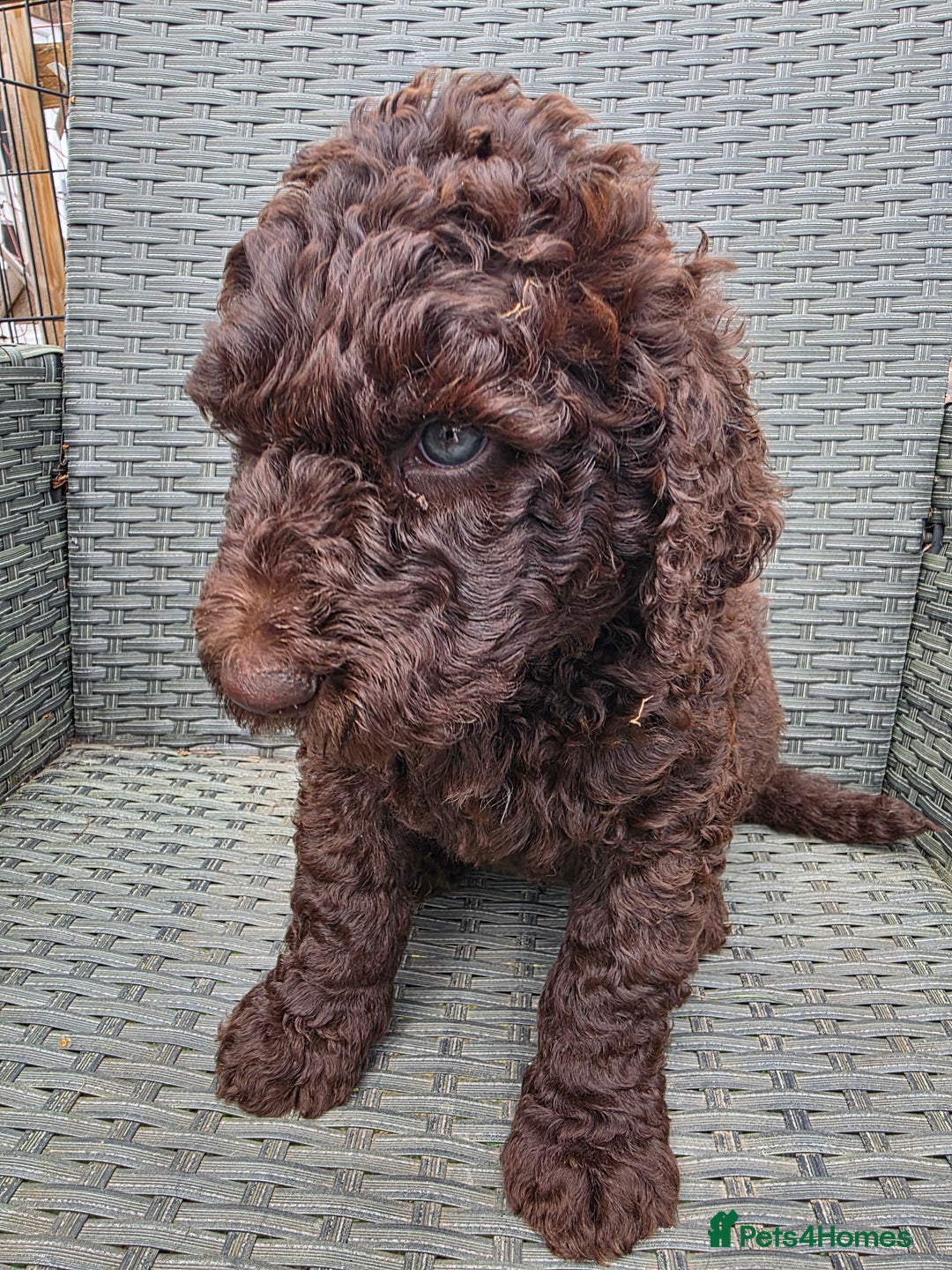 Newfypoo dogs for sale: 🐾 Beautiful Newfypoo x Standard Poodle Puppies 🐾 in Doncaster - Image 28