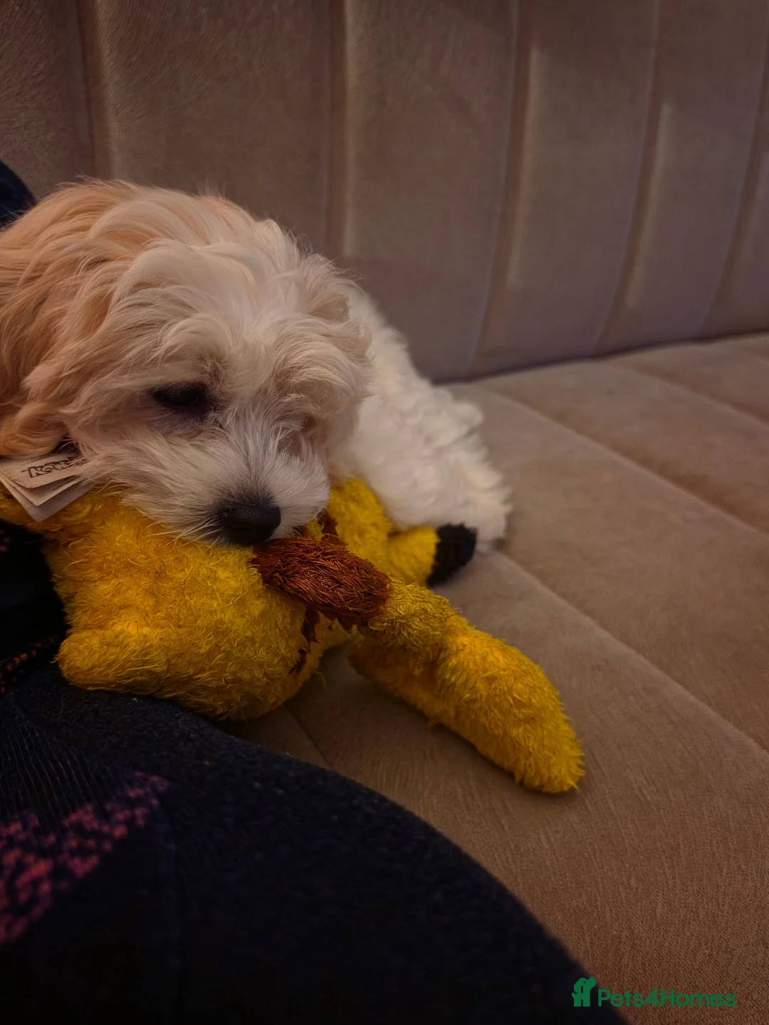 Malshi dogs for sale: 5 Months Old Malshi in Bootle - Advert 22